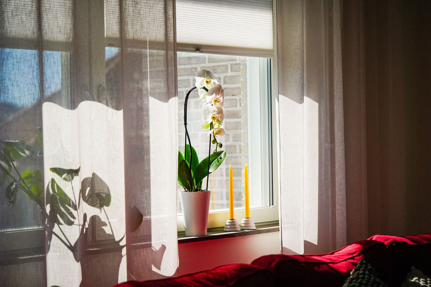 A blooming orchid and lit candles on a sunny windowsill beside a leafy plant